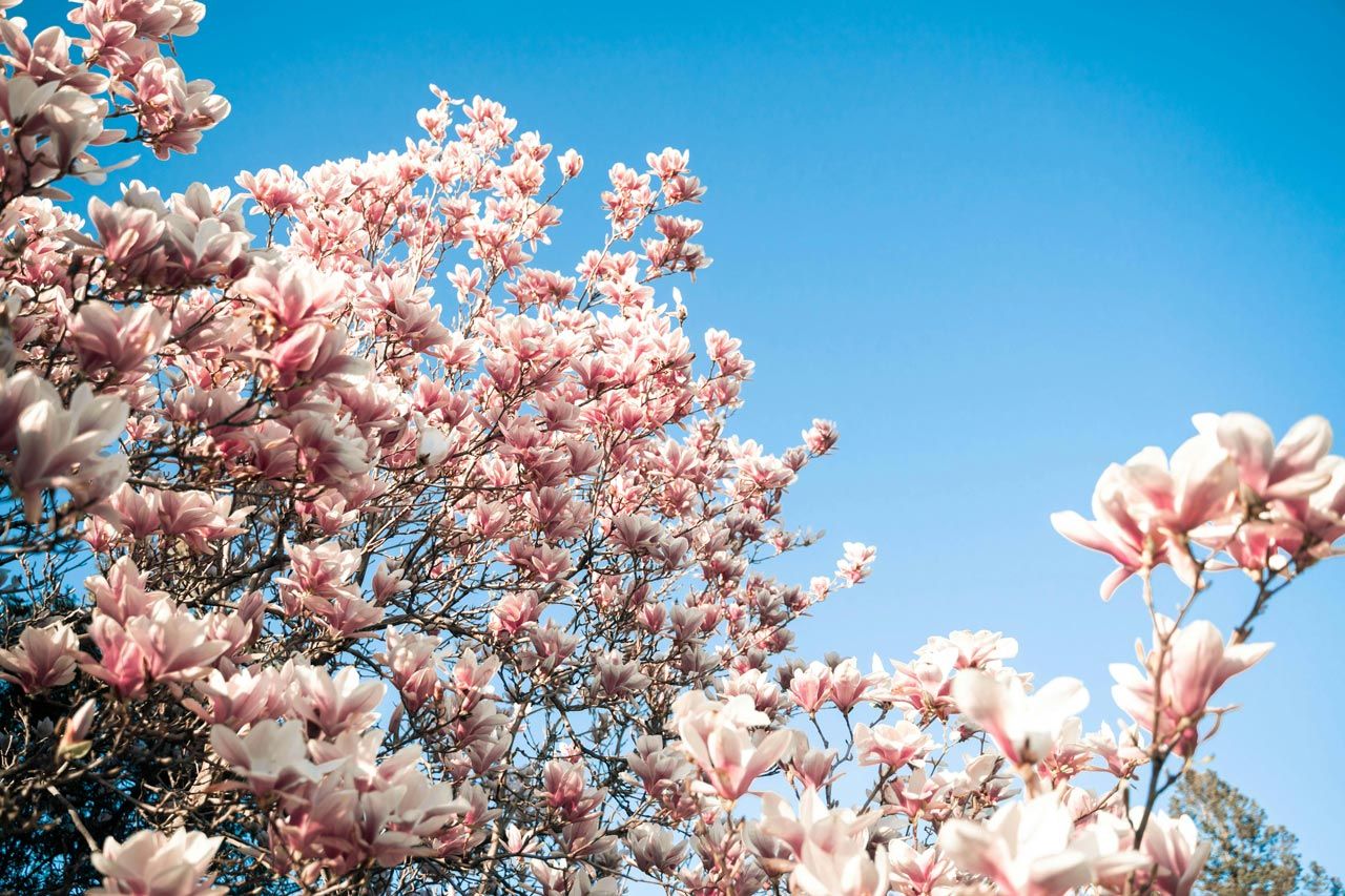Hoe je met een magnolia meer sfeer en structuur in je tuin brengt